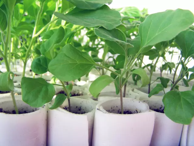 15 Plants To Include Seedlings In Your Diet