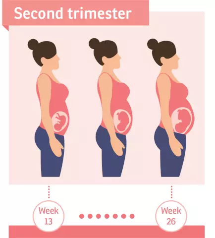 2nd Trimester Of Pregnancy