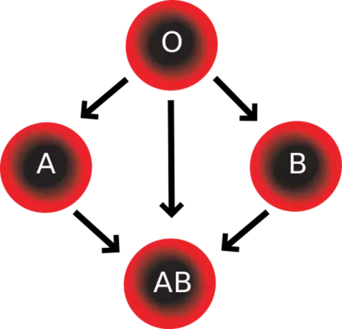 What Does The Rh Factor Of Blood Affect?