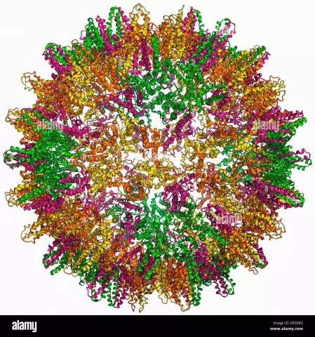 Consequences Of Infection With Hepatitis B