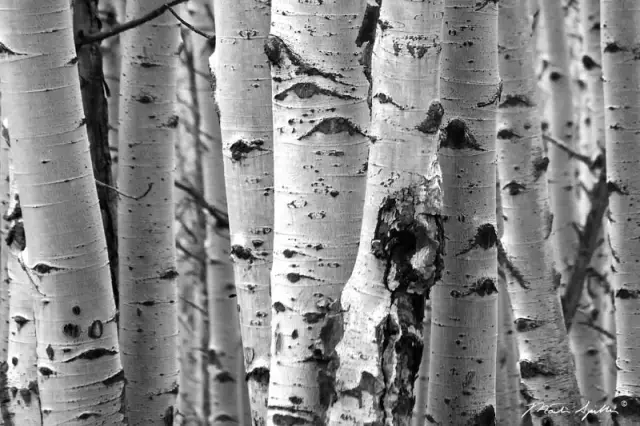 Useful Properties Of Aspen Bark