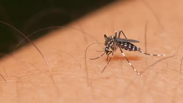 How To Protect Yourself From Mosquitoes?