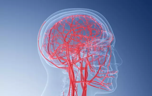 Cleaning The Blood Vessels Of The Brain