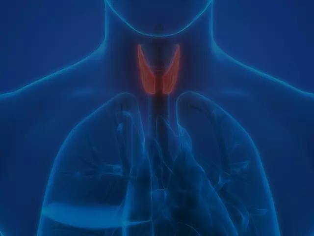 Human Pharynx - Structure, Function