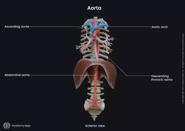 Thoracic Aorta - Branches, Structure, Diseases