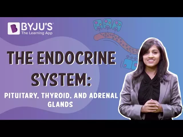 Endocrine Glands - Structure, Function, Diseases