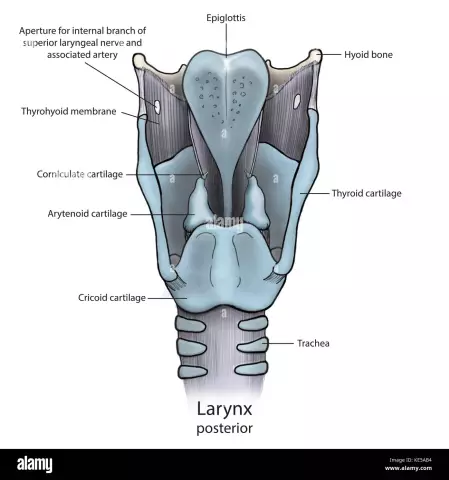 Larynx - Structure, Treatment, Edema