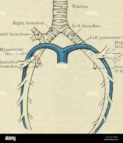 Bronchus (s) - Glossary Of Medical Terms