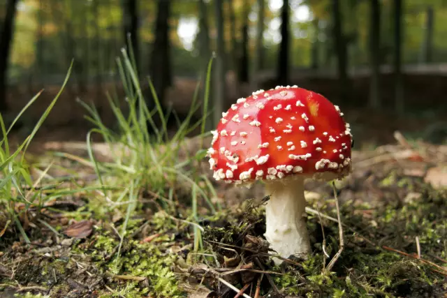 Agaric Brazilian Mushroom - Use For Weight Loss, Properties