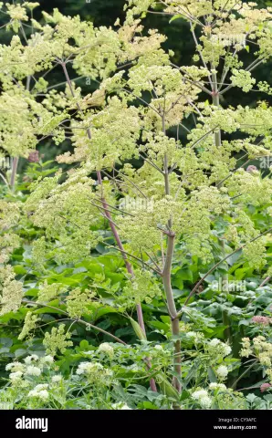 Aralia Manchurian - Useful Properties, Application