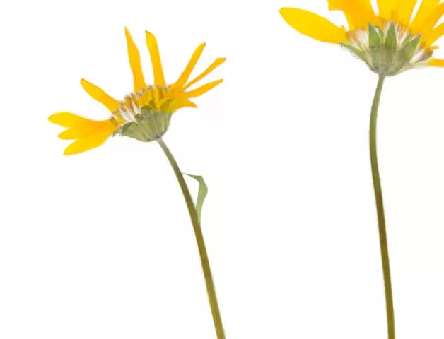 Arnica - Medicinal Properties, Application, Folk Recipes