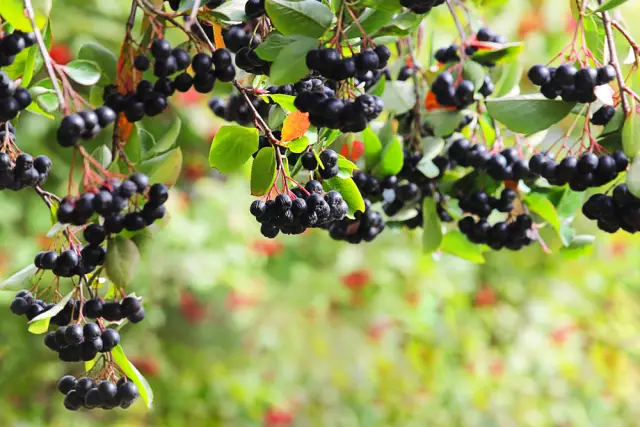 Aronia - Useful Properties, Application, Home Recipes