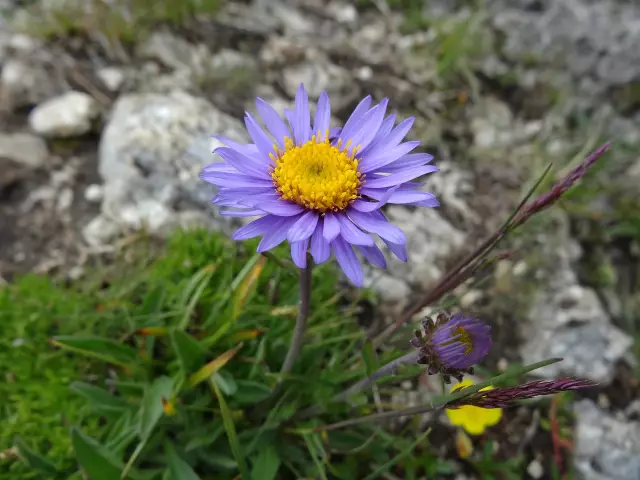 Alpine Aster - Useful Properties, Application