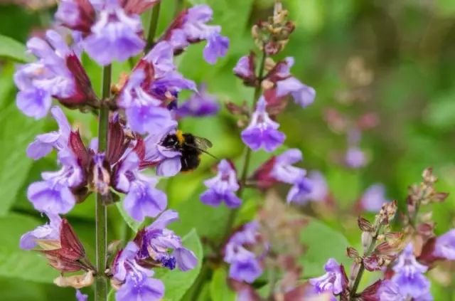 Valerian Officinalis - Medicinal Properties, Benefits, Contraindications