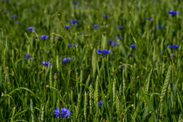 Blue Cornflower - Useful Properties, Application, Recipes