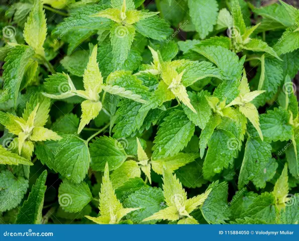 Nettle Leaves - Useful Properties, Application For Hair