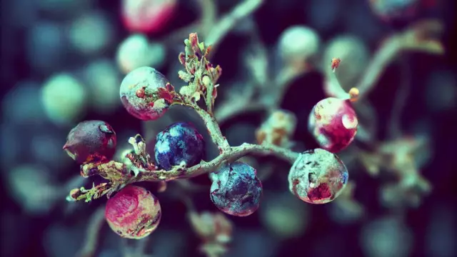 Juniper - Useful Properties, The Use Of Berries And Oils