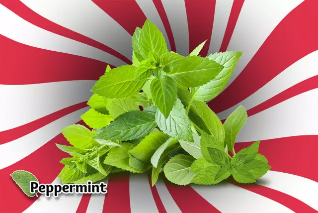 Peppermint - Properties, Use Of Oil And Tinctures