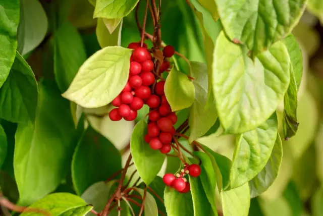 Schisandra Chinensis - Useful Properties, Use Of Tincture