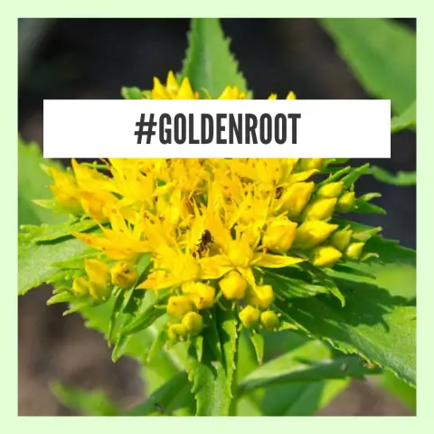 Golden Root - Useful Properties, Applications, Reviews