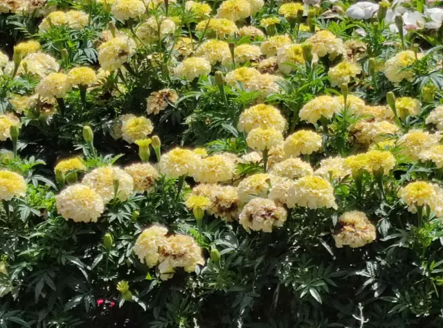 Erect Marigolds - Useful Properties, Application, Recipes