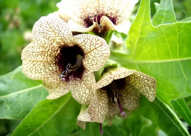 Black Henbane - Useful Properties, Application, Home Recipes