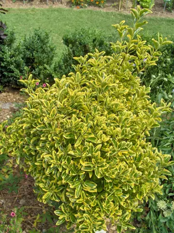 Euonymus - Useful Properties, Application, Home Recipes