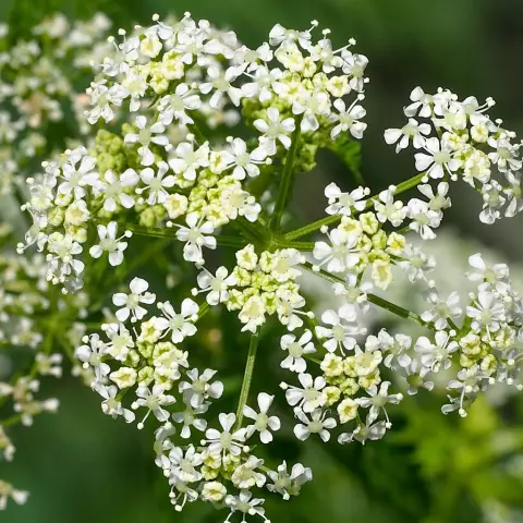 Hemlock Herb - Application, Properties, Reviews