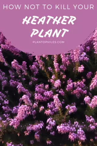 Common Heather Plant - Useful Properties, Application