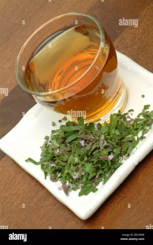 Verbena Herb Medicinal - Useful Properties, Reviews