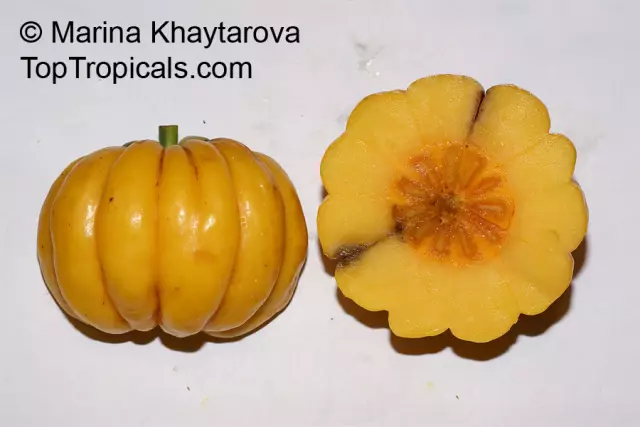 Garcinia - Reviews, Instructions, Indications