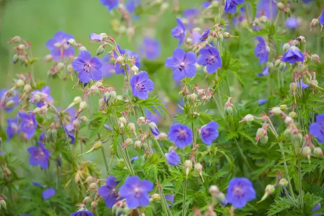 Meadow Geranium - Indications For Use, Useful Properties