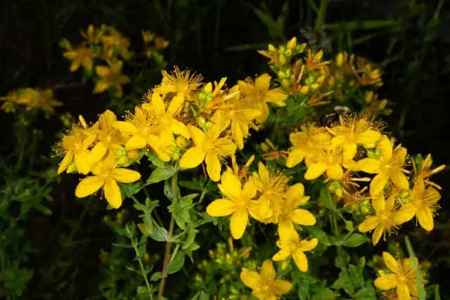 Hypericum - Reviews, Instructions, Indications