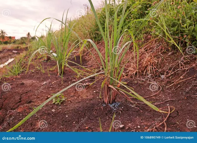 Derbennik Grass - Cultivation, Useful Properties, Application