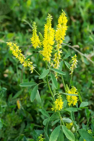 Herb Melilotus Officinalis - Useful Properties, Application