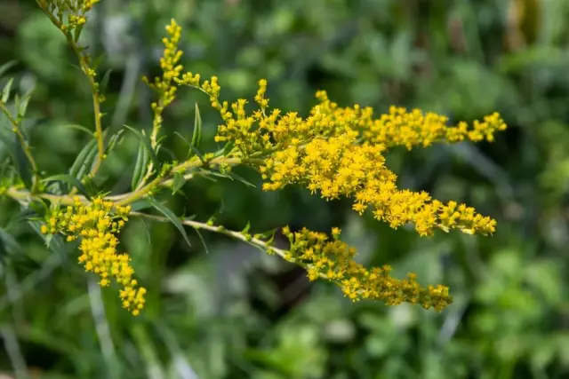 Common Goldenrod - Medicinal Properties, Benefits, Contraindications