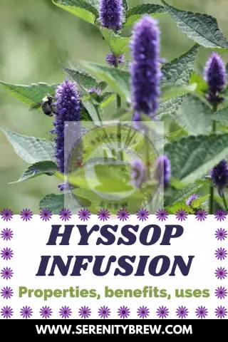 Hyssop Medicinal - Medicinal Properties, Benefits, Contraindications