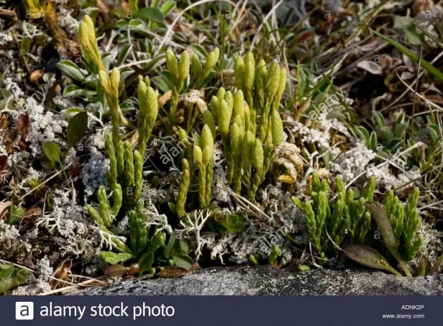 Likopodium - Navodila Za Uporabo, Indikacije, Odmerki, Analogi