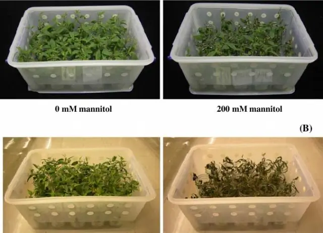 Mannitol - Anweisungen Zur Verwendung Der Lösung, Indikationen, Preis, Bewertungen