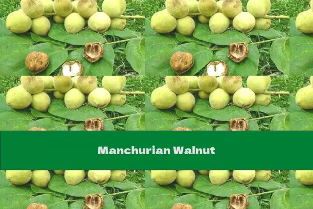 Manchurian Walnut - Useful Properties, Application, Composition