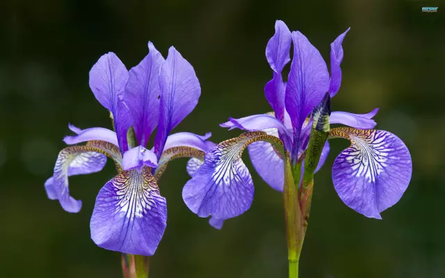 Iris Flower - Useful Properties, Indications For Use