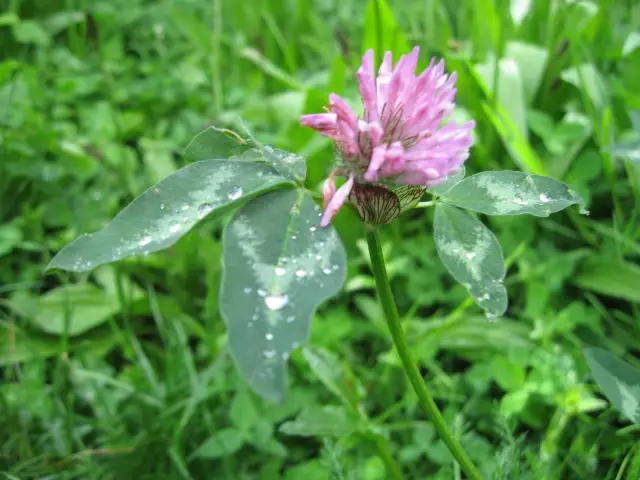 Red Clover - Description, Properties, Root Application