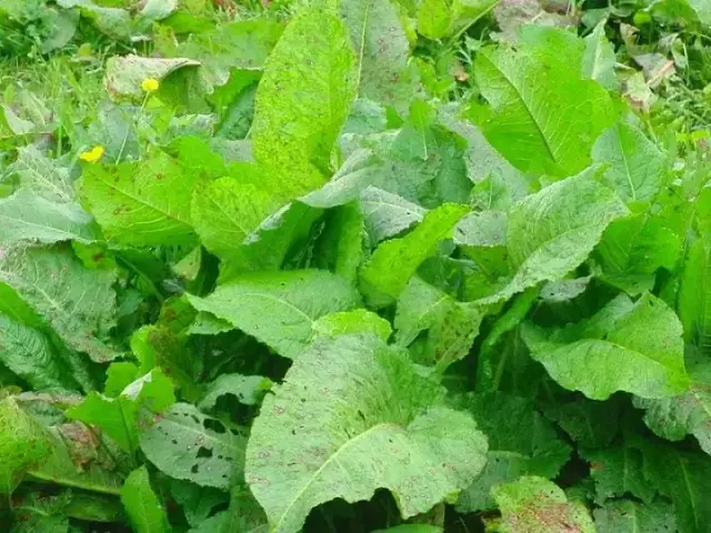 Horse Sorrel - Medicinal Properties, Indications For Use