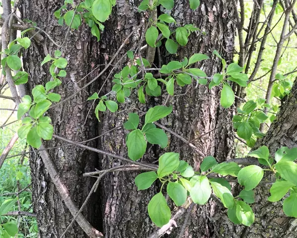 Buckthorn Bark - Useful Properties, Indications For Use