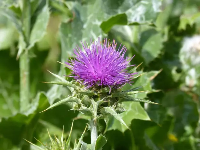 Milk Thistle - Useful Properties, Application, Reviews, Composition