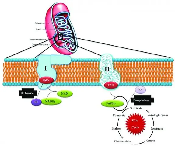 Riboflavin Mononukleotid - Instruksjoner For Bruk, Anmeldelser, Pris