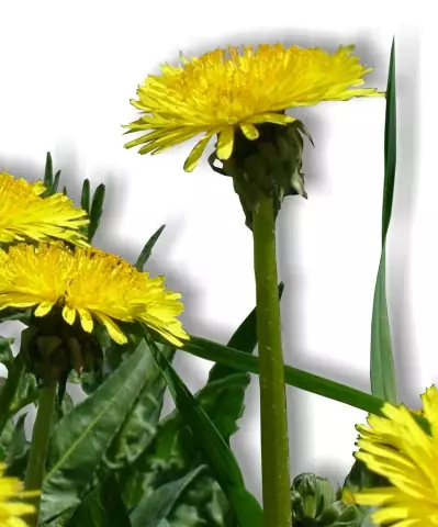 Dandelion Medicinal - Useful Properties, Description