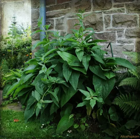 Comfrey Medicinal - Useful Properties, Application