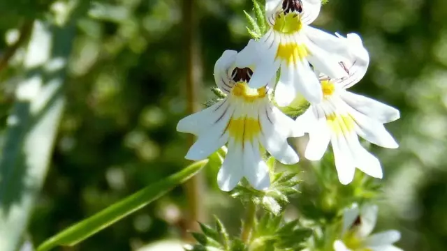 Eyebright - Properties, Application, Reviews, Contraindications