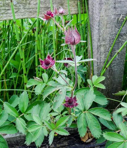 Marsh Cinquefoil - Application, Reviews, Composition And Useful Properties